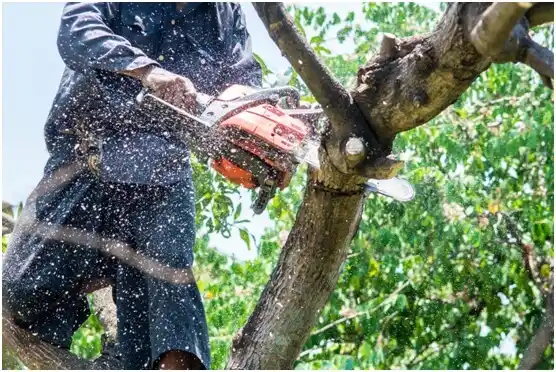 tree services Port Townsend